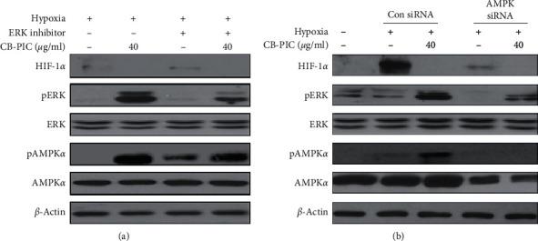 https://cdn.ncbi.nlm.nih.gov/pmc/blobs/2509/7400768/ff827e0ba893/ECAM2020-6289392.002.jpg