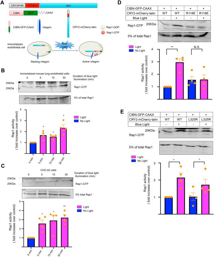 https://cdn.ncbi.nlm.nih.gov/pmc/blobs/250b/11928058/05ce219a7d8f/joces-138-263595-g1.jpg