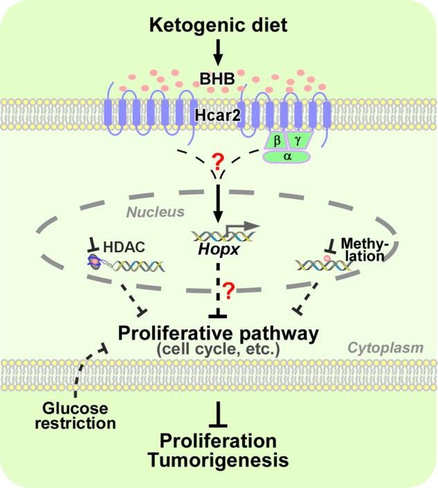 https://cdn.ncbi.nlm.nih.gov/pmc/blobs/250c/9346118/baa2512dcdb7/41392_2022_1113_Fig1_HTML.jpg