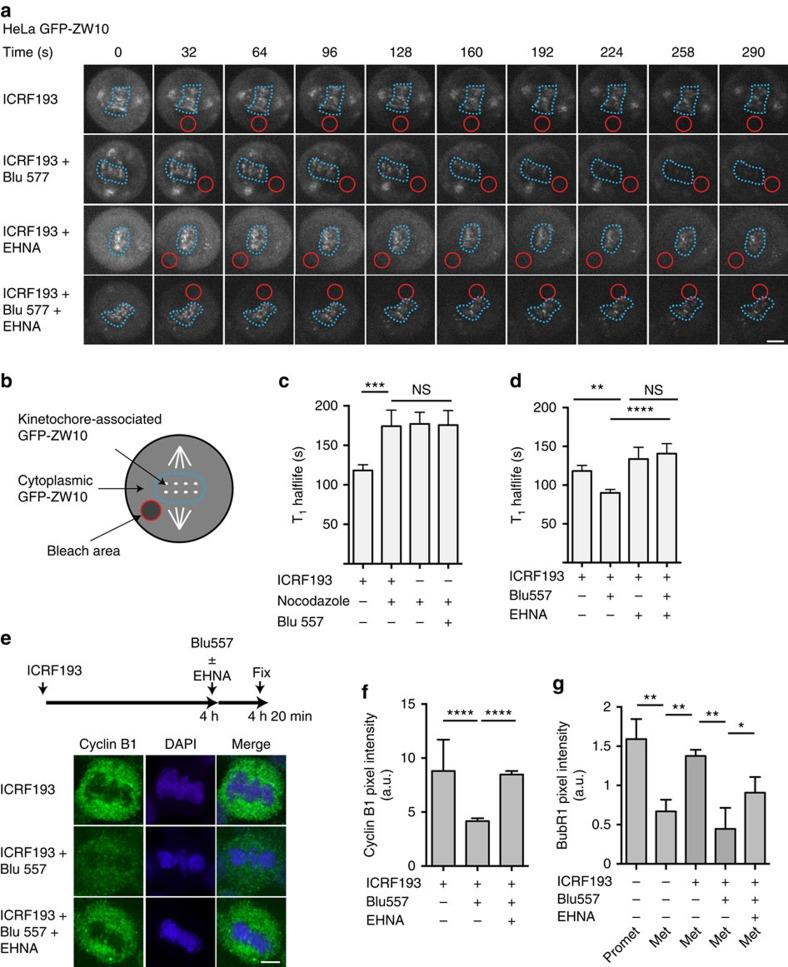 https://cdn.ncbi.nlm.nih.gov/pmc/blobs/250d/4272242/d7f8188e0874/ncomms6685-f5.jpg
