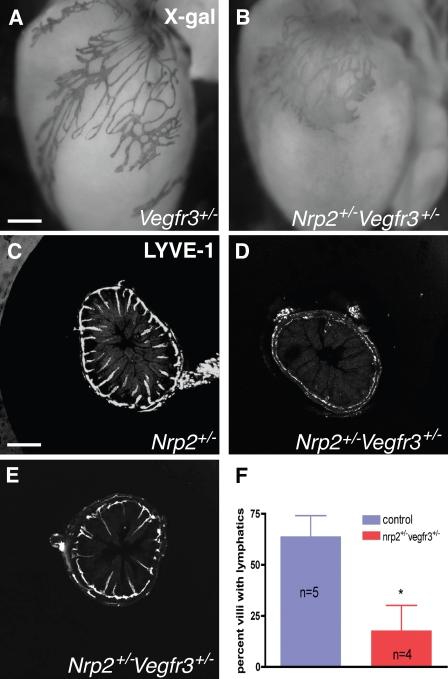 https://cdn.ncbi.nlm.nih.gov/pmc/blobs/2516/2812843/3d0911e9ace7/JCB_200903137_RGB_Fig8.jpg