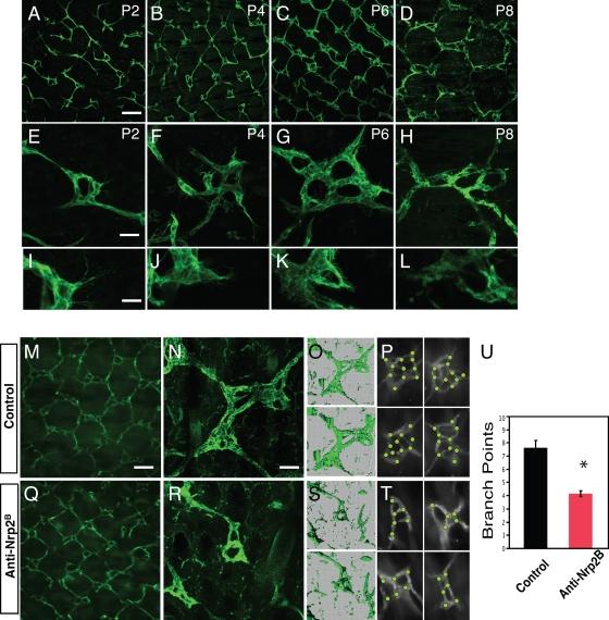 https://cdn.ncbi.nlm.nih.gov/pmc/blobs/2516/2812843/f69c7873a235/JCB_200903137R_RGB_Fig1.jpg