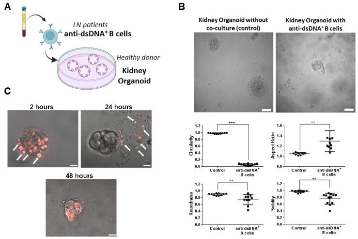 https://cdn.ncbi.nlm.nih.gov/pmc/blobs/2518/11050013/ab73cddcab65/ijms-25-04226-g005.jpg