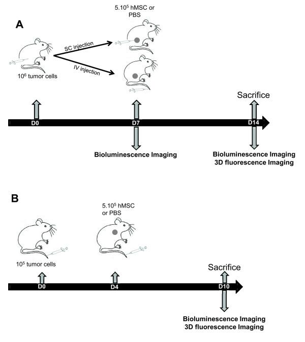 https://cdn.ncbi.nlm.nih.gov/pmc/blobs/251c/3706993/96172b346655/scrt195-1.jpg