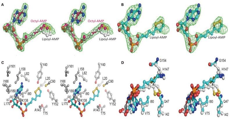 https://cdn.ncbi.nlm.nih.gov/pmc/blobs/251f/7186572/1cd26e156377/fcimb-10-00156-g0006.jpg