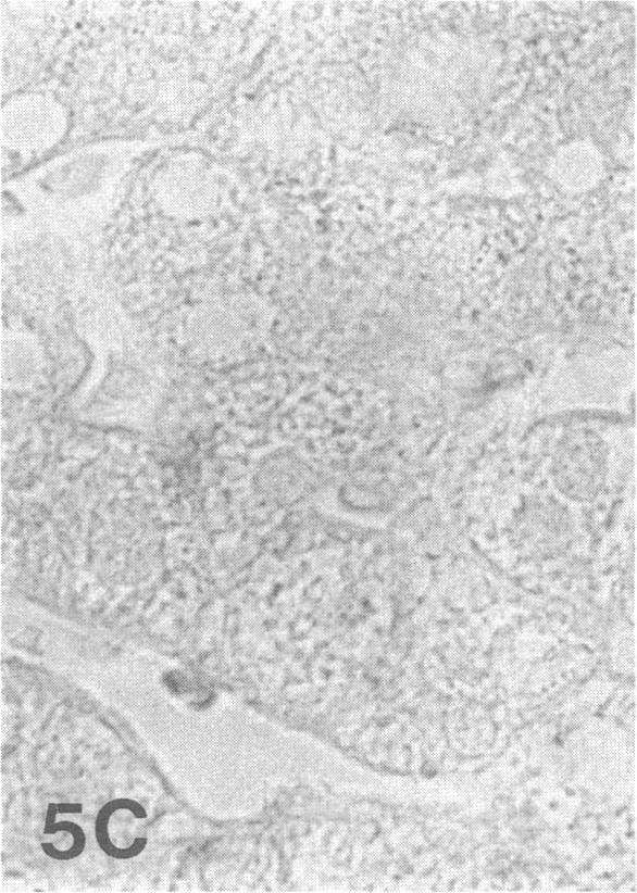 https://cdn.ncbi.nlm.nih.gov/pmc/blobs/2520/295176/fbb13315220b/jcinvest00058-0246-c.jpg