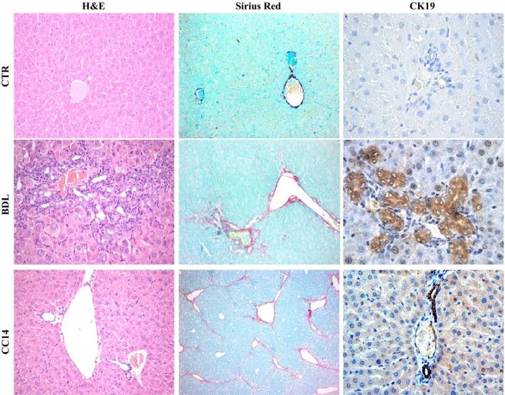 https://cdn.ncbi.nlm.nih.gov/pmc/blobs/2523/5392502/8e0561554079/PHY2-5-e13153-g001.jpg