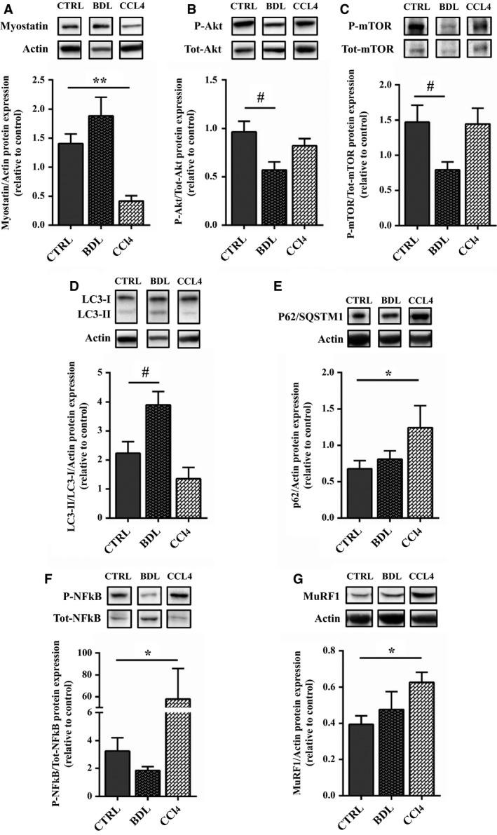 https://cdn.ncbi.nlm.nih.gov/pmc/blobs/2523/5392502/a1554beac37b/PHY2-5-e13153-g006.jpg