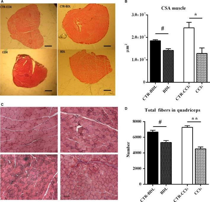 https://cdn.ncbi.nlm.nih.gov/pmc/blobs/2523/5392502/fa06dfc96cdc/PHY2-5-e13153-g003.jpg