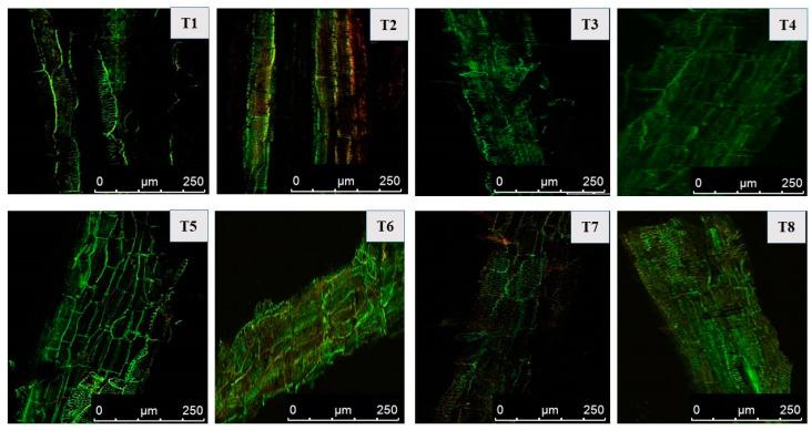 https://cdn.ncbi.nlm.nih.gov/pmc/blobs/2523/9963382/a3d0996bd2bc/plants-12-00705-g009.jpg
