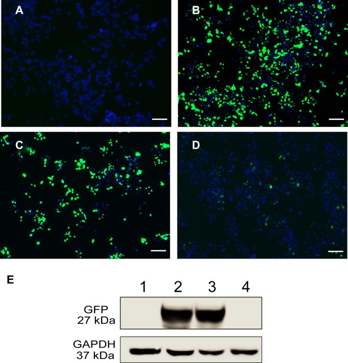 https://cdn.ncbi.nlm.nih.gov/pmc/blobs/2525/5399791/15e62666f7cc/gkw1154fig4.jpg