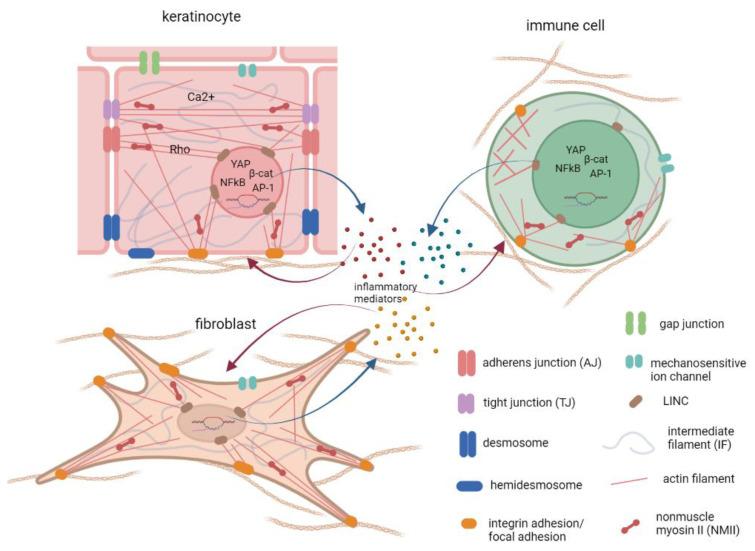 https://cdn.ncbi.nlm.nih.gov/pmc/blobs/2526/9265324/6b7dc631b1fc/cells-11-02026-g002.jpg