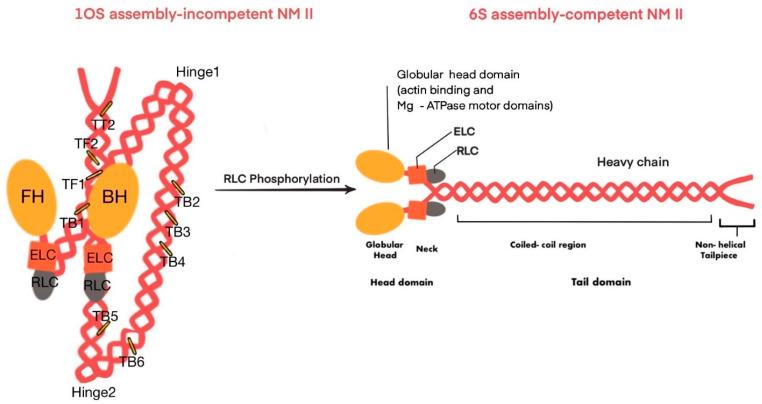 https://cdn.ncbi.nlm.nih.gov/pmc/blobs/2527/11395477/0544c6346c0b/ijms-25-09435-g002.jpg