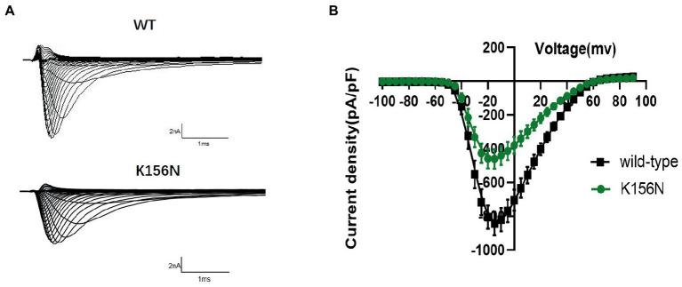 https://cdn.ncbi.nlm.nih.gov/pmc/blobs/2528/10158977/220655ebd321/fnmol-16-1159649-g004.jpg