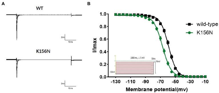 https://cdn.ncbi.nlm.nih.gov/pmc/blobs/2528/10158977/24f02d578585/fnmol-16-1159649-g006.jpg