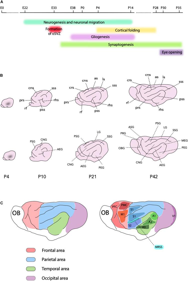 https://cdn.ncbi.nlm.nih.gov/pmc/blobs/2528/8118648/b3d79cad16b7/fcell-09-661759-g002.jpg