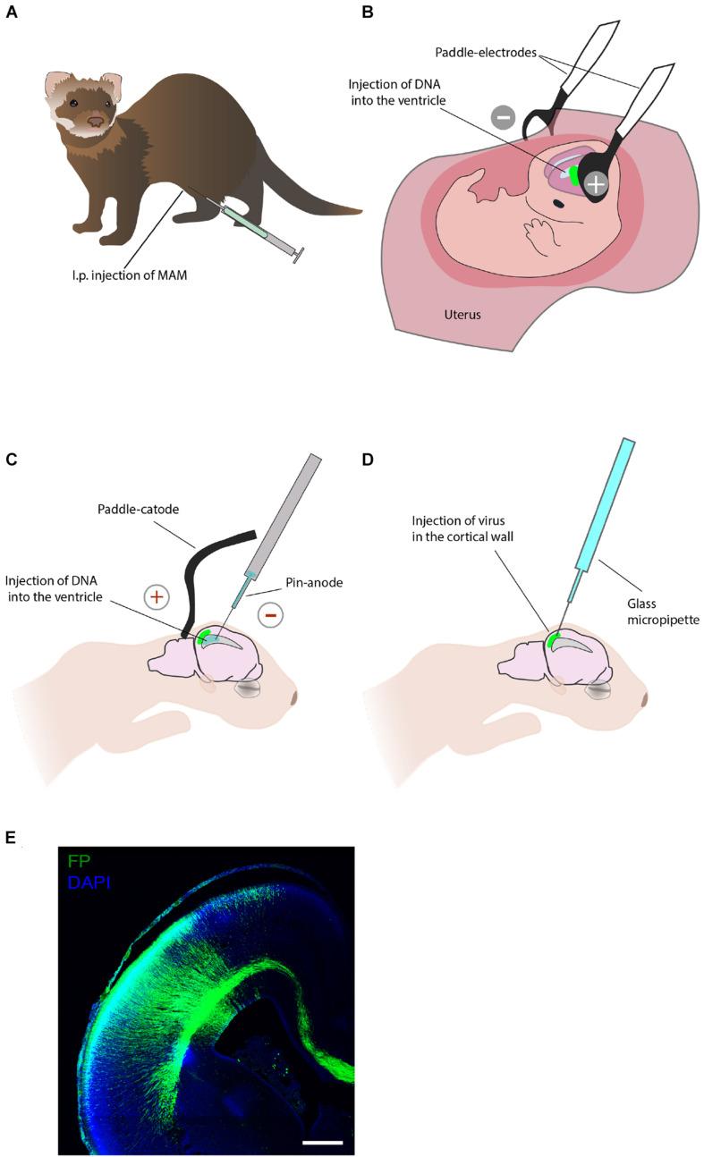 https://cdn.ncbi.nlm.nih.gov/pmc/blobs/2528/8118648/e84c52f11c4d/fcell-09-661759-g003.jpg