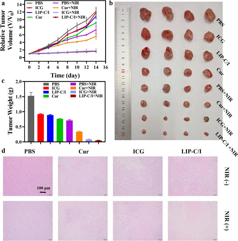 https://cdn.ncbi.nlm.nih.gov/pmc/blobs/252a/11967351/c250f3fb878e/IJN-20-3861-g0010.jpg