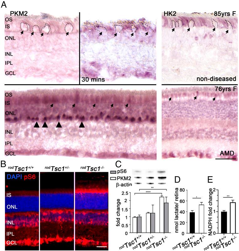 https://cdn.ncbi.nlm.nih.gov/pmc/blobs/252a/7293639/0e28af870aa5/pnas.2000339117fig01.jpg