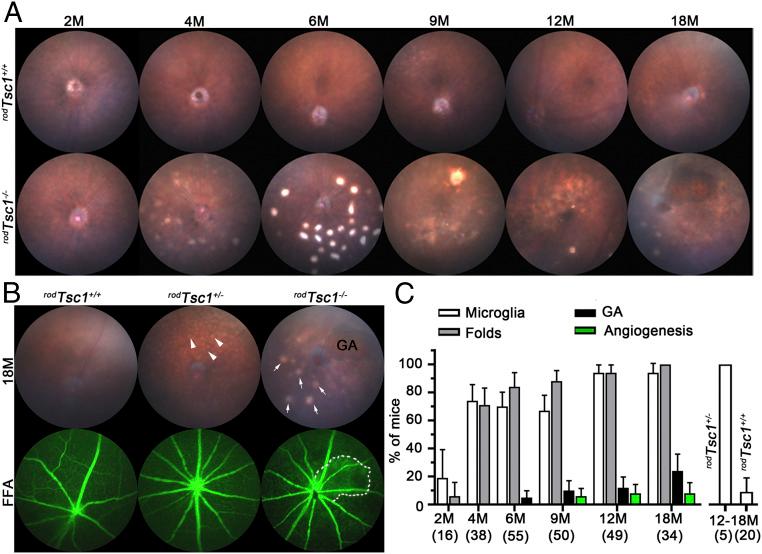 https://cdn.ncbi.nlm.nih.gov/pmc/blobs/252a/7293639/193bcadee9cc/pnas.2000339117fig02.jpg
