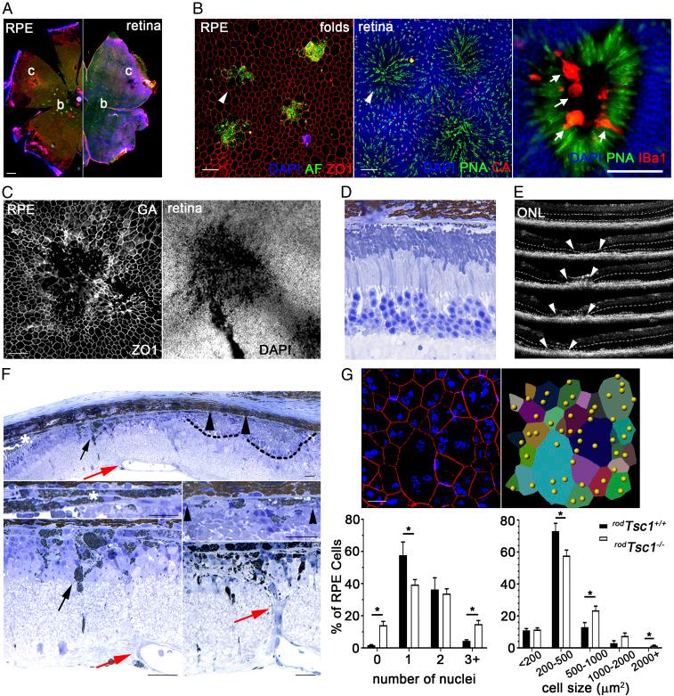 https://cdn.ncbi.nlm.nih.gov/pmc/blobs/252a/7293639/edfb3fafa5f5/pnas.2000339117fig03.jpg