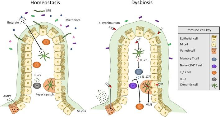 https://cdn.ncbi.nlm.nih.gov/pmc/blobs/252b/6414782/9bc5ef38fabd/fimmu-10-00360-g0001.jpg