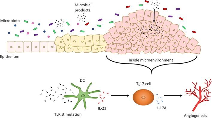 https://cdn.ncbi.nlm.nih.gov/pmc/blobs/252b/6414782/b57546ab4f5b/fimmu-10-00360-g0002.jpg