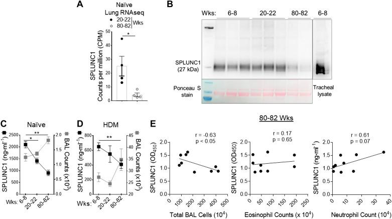 https://cdn.ncbi.nlm.nih.gov/pmc/blobs/252d/8759962/4ae5d8d68c69/ajplung.00315.2021_f005.jpg