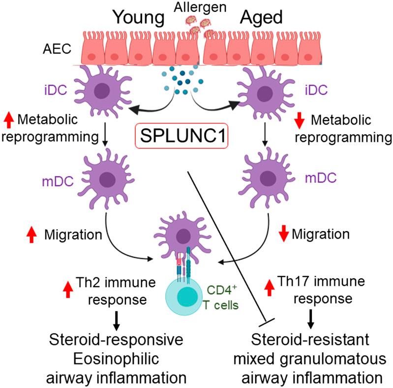 https://cdn.ncbi.nlm.nih.gov/pmc/blobs/252d/8759962/90ef989406f0/ajplung.00315.2021_f008.jpg