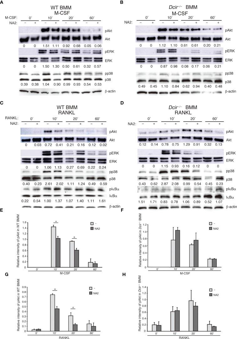 https://cdn.ncbi.nlm.nih.gov/pmc/blobs/2533/10230091/18fd08cdc0ea/fimmu-14-1159058-g005.jpg