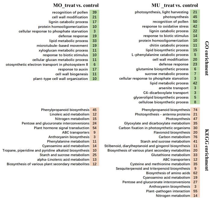 https://cdn.ncbi.nlm.nih.gov/pmc/blobs/2533/10815367/8f3f9719e13d/genes-15-00116-g003.jpg