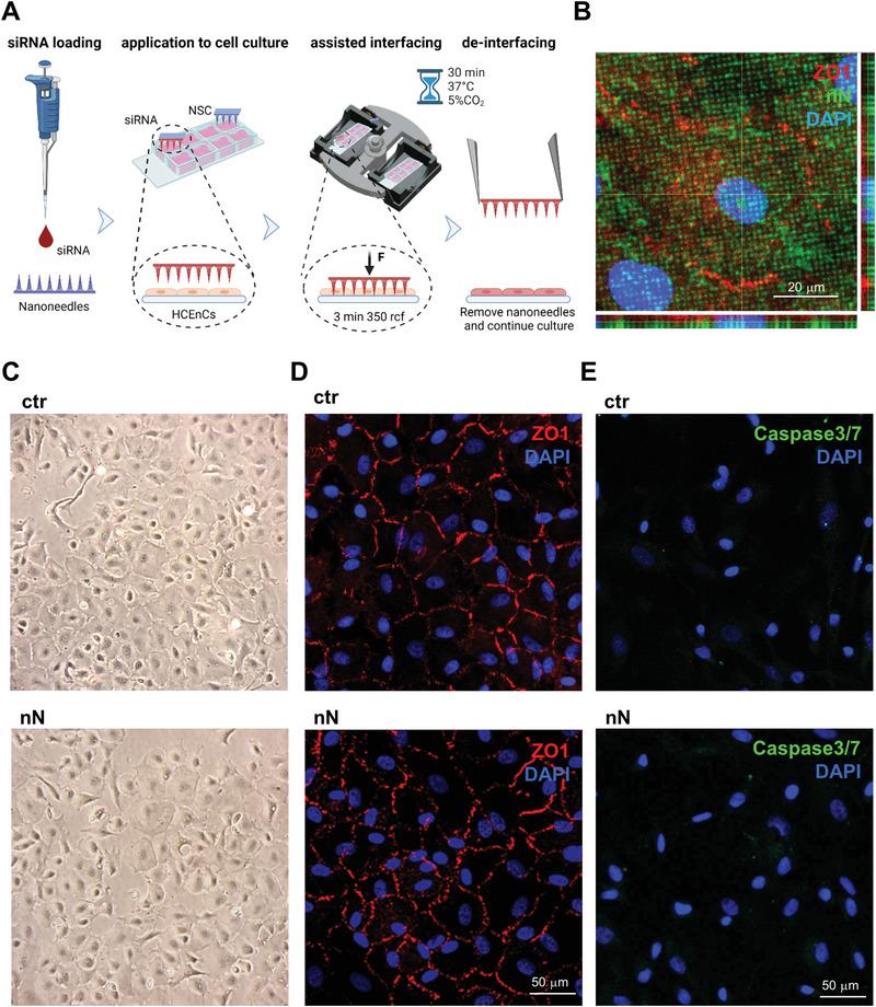 https://cdn.ncbi.nlm.nih.gov/pmc/blobs/2533/9685449/c73762165152/ADVS-9-2203257-g004.jpg