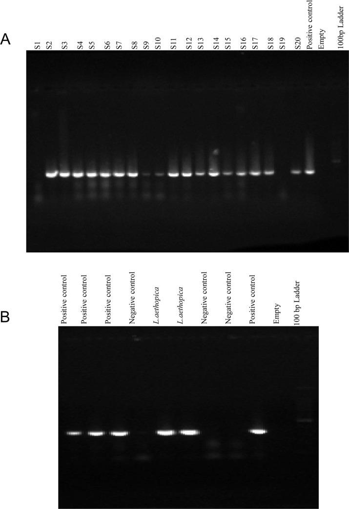 https://cdn.ncbi.nlm.nih.gov/pmc/blobs/2538/7473553/1862e3df94ff/pntd.0008507.g001.jpg