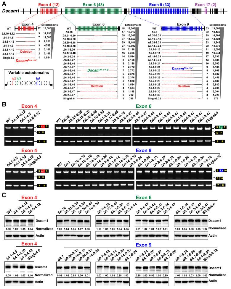 https://cdn.ncbi.nlm.nih.gov/pmc/blobs/253a/10325099/dbdec138a94c/pbio.3002197.g001.jpg