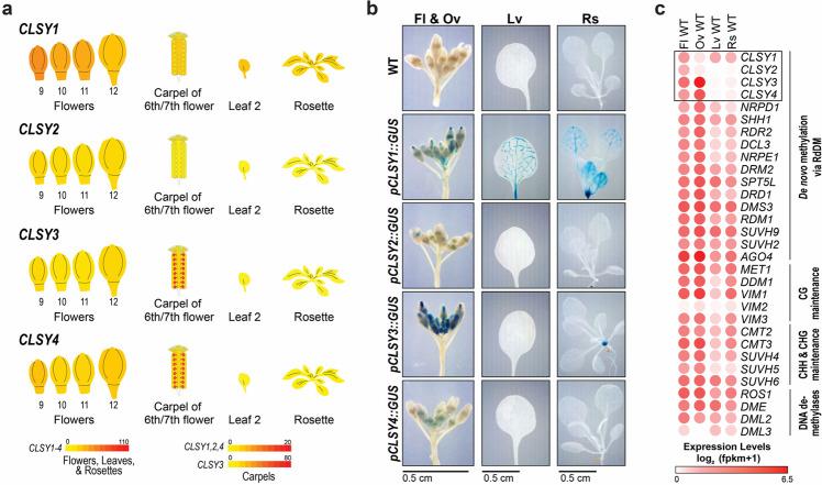 https://cdn.ncbi.nlm.nih.gov/pmc/blobs/253a/8752594/afeffc479a5f/41467_2021_27690_Fig1_HTML.jpg