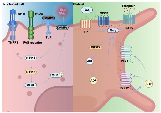 https://cdn.ncbi.nlm.nih.gov/pmc/blobs/253e/12293194/5779bd24f8ea/cells-14-01075-g003.jpg