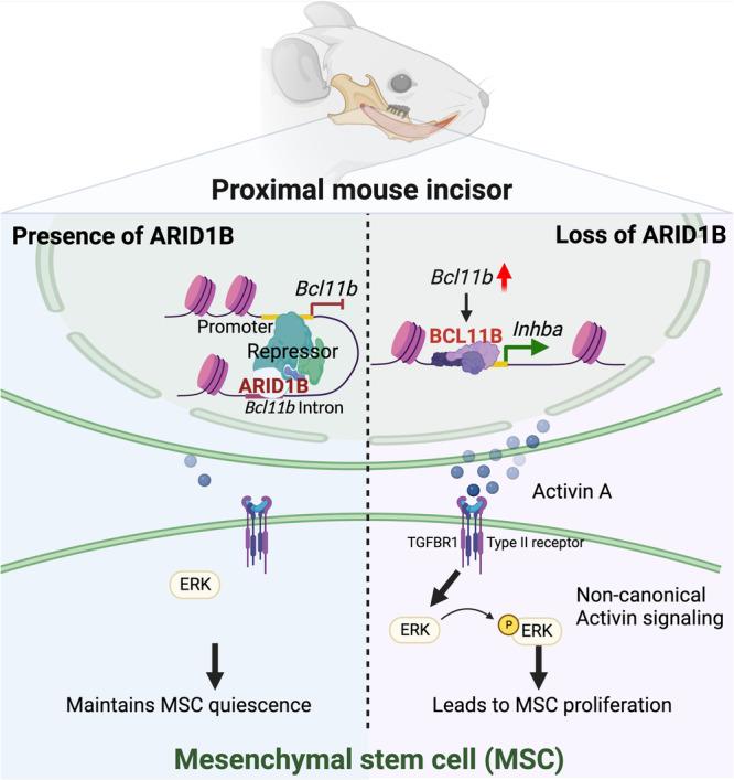 https://cdn.ncbi.nlm.nih.gov/pmc/blobs/2540/11139927/1b2d198b0bb8/41467_2024_48285_Fig8_HTML.jpg