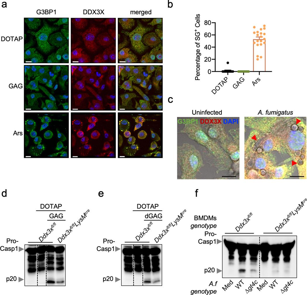 https://cdn.ncbi.nlm.nih.gov/pmc/blobs/2543/8086055/d17d6119ff1b/nihms-1632453-f0011.jpg
