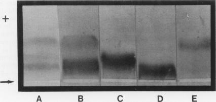 https://cdn.ncbi.nlm.nih.gov/pmc/blobs/2545/2041019/b8cb52dacba1/brjexppathol00085-0045-a.jpg