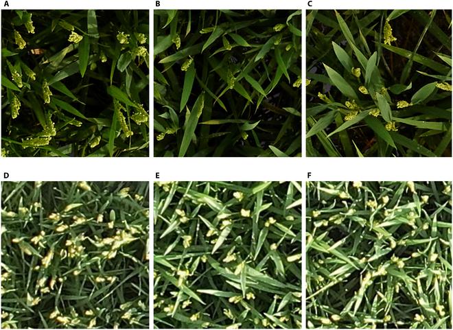 https://cdn.ncbi.nlm.nih.gov/pmc/blobs/2548/11499587/3023d9ffc459/plantphenomics.0265.fig.010.jpg