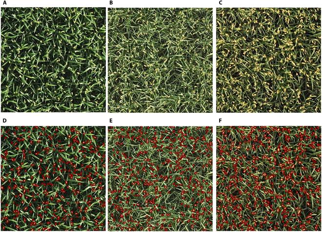 https://cdn.ncbi.nlm.nih.gov/pmc/blobs/2548/11499587/6d3cc032526b/plantphenomics.0265.fig.004.jpg