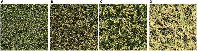 https://cdn.ncbi.nlm.nih.gov/pmc/blobs/2548/11499587/78e5e4768c89/plantphenomics.0265.fig.006.jpg