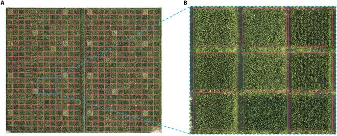 https://cdn.ncbi.nlm.nih.gov/pmc/blobs/2548/11499587/9c3c666e8eb5/plantphenomics.0265.fig.007.jpg