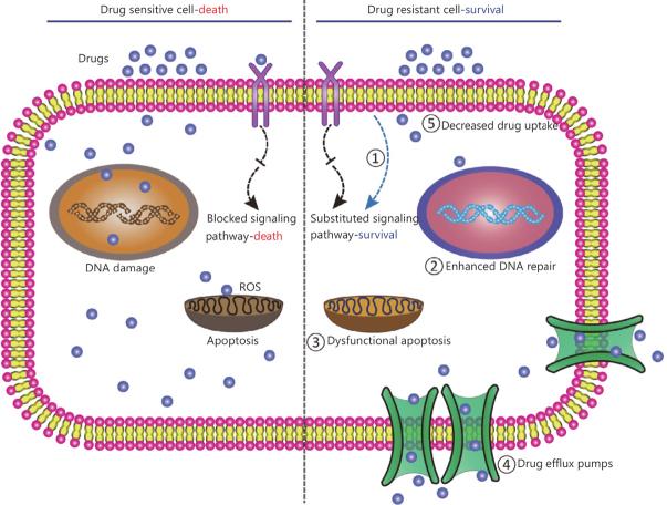 https://cdn.ncbi.nlm.nih.gov/pmc/blobs/2548/8992568/54eebb3557a9/cdr-3-930.fig.1.jpg