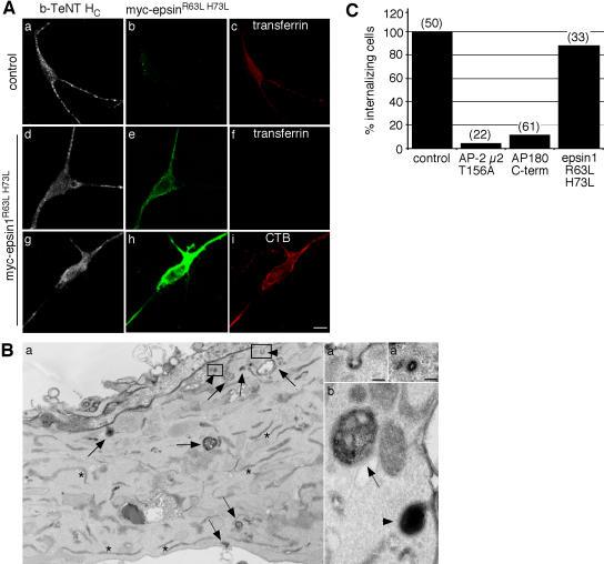 https://cdn.ncbi.nlm.nih.gov/pmc/blobs/2549/2064241/ebb4cf5356f3/jcb1740459f07.jpg