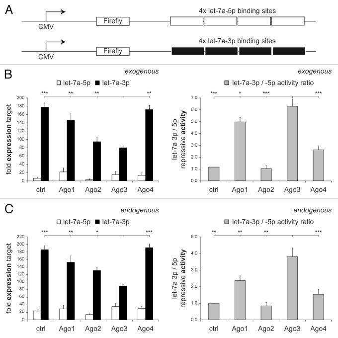 https://cdn.ncbi.nlm.nih.gov/pmc/blobs/254d/3866245/83c6aa2a7d02/rna-10-1631-g4.jpg