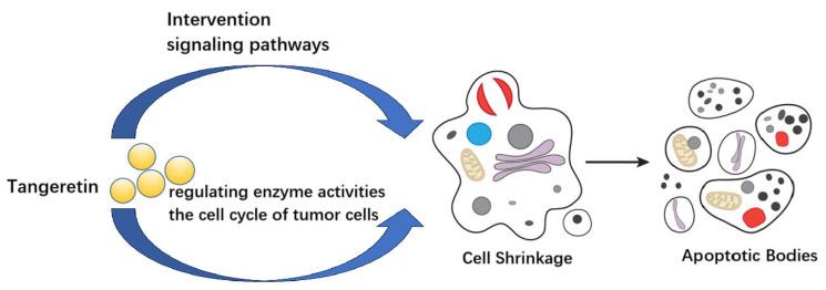 https://cdn.ncbi.nlm.nih.gov/pmc/blobs/254e/11767889/9dc5b31a2b21/molecules-30-00300-g002.jpg