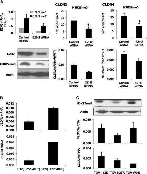 https://cdn.ncbi.nlm.nih.gov/pmc/blobs/254f/2878357/17ef2b394ff6/carcinbgp336f04_ht.jpg