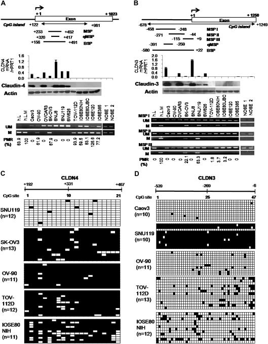 https://cdn.ncbi.nlm.nih.gov/pmc/blobs/254f/2878357/3b4086cb86a4/carcinbgp336f01_ht.jpg