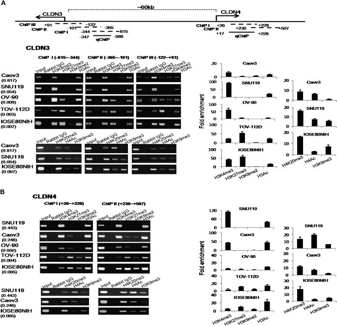 https://cdn.ncbi.nlm.nih.gov/pmc/blobs/254f/2878357/543b12a57228/carcinbgp336f03_ht.jpg